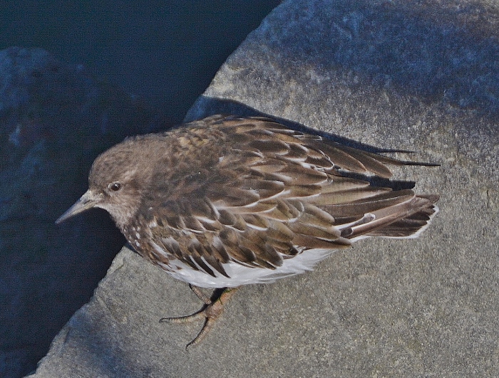 bird black turnstone
